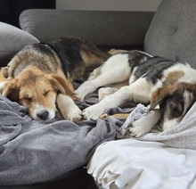 FINDUS, Hund, Mischlingshund in Jettingen-Scheppach - Bild 2