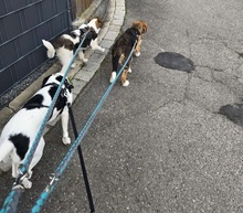 FINDUS, Hund, Mischlingshund in Jettingen-Scheppach - Bild 3