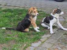 FINDUS, Hund, Mischlingshund in Jettingen-Scheppach - Bild 4