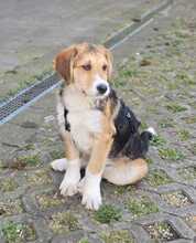 FINDUS, Hund, Mischlingshund in Jettingen-Scheppach - Bild 5