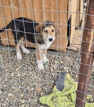 FINDUS, Hund, Mischlingshund in Jettingen-Scheppach - Bild 6