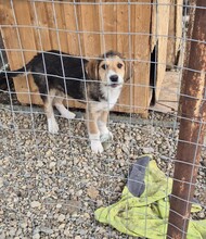 FINDUS, Hund, Mischlingshund in Jettingen-Scheppach - Bild 7
