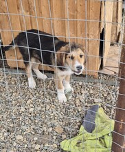 FINDUS, Hund, Mischlingshund in Jettingen-Scheppach - Bild 8