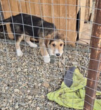 FINDUS, Hund, Mischlingshund in Jettingen-Scheppach - Bild 9