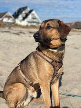 KAYO, Hund, Mischlingshund in Süsel