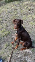 BURBERRY, Hund, Dobermann in Wald - Bild 7