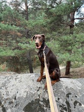 BURBERRY, Hund, Dobermann in Wald - Bild 8