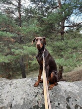 BURBERRY, Hund, Dobermann in Wald - Bild 9