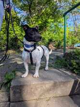MICKIE, Hund, Bodeguero Andaluz-Mix in Leverkusen - Bild 1