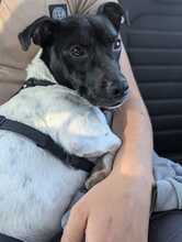 MICKIE, Hund, Bodeguero Andaluz-Mix in Leverkusen - Bild 2