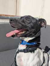 MICKIE, Hund, Bodeguero Andaluz-Mix in Leverkusen - Bild 3