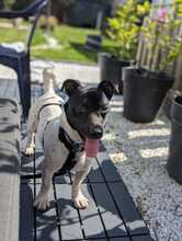 MICKIE, Hund, Bodeguero Andaluz-Mix in Leverkusen - Bild 4