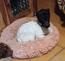 MICKIE, Hund, Bodeguero Andaluz-Mix in Leverkusen - Bild 6