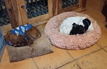 MICKIE, Hund, Bodeguero Andaluz-Mix in Leverkusen - Bild 7