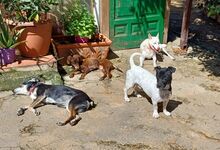 MICKIE, Hund, Bodeguero Andaluz-Mix in Leverkusen - Bild 8