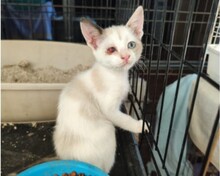 AMORITA, Katze, Siam-Mix in Spanien - Bild 6