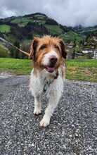 LUNA, Hund, Mischlingshund in Bargteheide - Bild 1