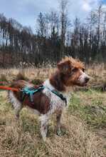 LUNA, Hund, Mischlingshund in Bargteheide - Bild 10
