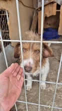 LUNA, Hund, Mischlingshund in Bargteheide - Bild 12