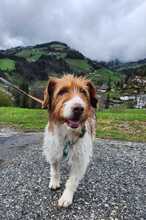LUNA, Hund, Mischlingshund in Bargteheide - Bild 13