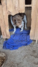 LUNA, Hund, Mischlingshund in Passau - Bild 18