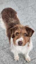 LUNA, Hund, Mischlingshund in Bargteheide - Bild 2