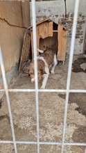 LUNA, Hund, Mischlingshund in Passau - Bild 20