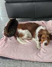 LUNA, Hund, Mischlingshund in Bargteheide - Bild 3