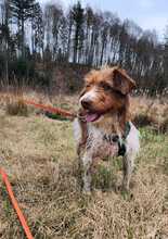 LUNA, Hund, Mischlingshund in Bargteheide - Bild 4