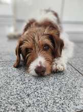 LUNA, Hund, Mischlingshund in Bargteheide - Bild 5