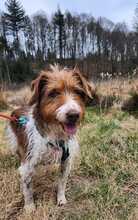 LUNA, Hund, Mischlingshund in Bargteheide - Bild 7