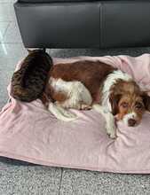 LUNA, Hund, Mischlingshund in Bargteheide - Bild 8