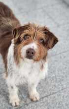 LUNA, Hund, Mischlingshund in Bargteheide - Bild 9