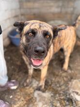 BACO, Hund, Mischlingshund in Spanien - Bild 12