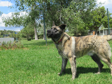 BACO, Hund, Mischlingshund in Spanien - Bild 13