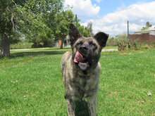 BACO, Hund, Mischlingshund in Spanien - Bild 14