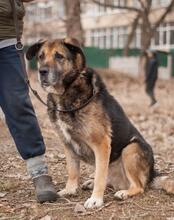 CHRIS, Hund, Vermutlich HSH-Mischling in Ukraine - Bild 1