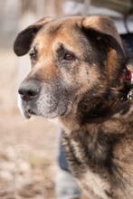 CHRIS, Hund, Vermutlich HSH-Mischling in Ukraine - Bild 2