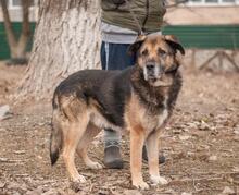 CHRIS, Hund, Vermutlich HSH-Mischling in Ukraine - Bild 3
