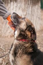 CHRIS, Hund, Vermutlich HSH-Mischling in Ukraine - Bild 4