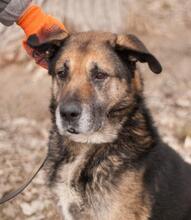 CHRIS, Hund, Vermutlich HSH-Mischling in Ukraine - Bild 5