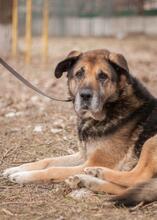 CHRIS, Hund, Vermutlich HSH-Mischling in Ukraine - Bild 7