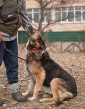 CHRIS, Hund, Vermutlich HSH-Mischling in Ukraine - Bild 8