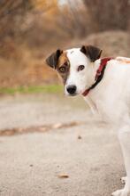 ALPHA, Hund, Mischlingshund in Ukraine