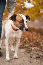 ALPHA, Hund, Terrier-Mix in Ukraine - Bild 2