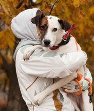 ALPHA, Hund, Terrier-Mix in Ukraine - Bild 3