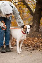 ALPHA, Hund, Terrier-Mix in Ukraine - Bild 4