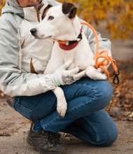 ALPHA, Hund, Terrier-Mix in Ukraine - Bild 6