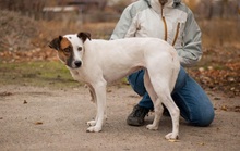 ALPHA, Hund, Terrier-Mix in Ukraine - Bild 7