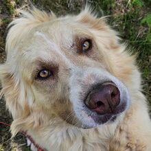 SIMBA, Hund, Mischlingshund in Schorndorf